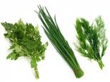 Greens, Dill and Parsley from Uzbekistan - фото 3
