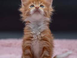 Zwei Maine-Coon-Kätzchen suchen ein neues Zuhause.