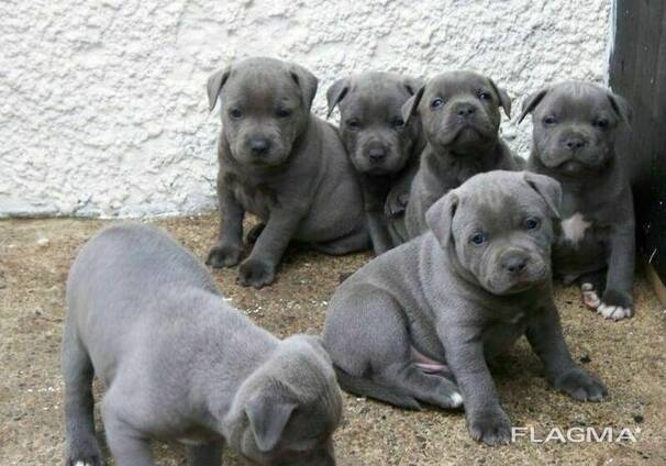 Zwei männliche Staffordshire-Terrier-Welpen für ein geeignetes Zuhause abzugeben