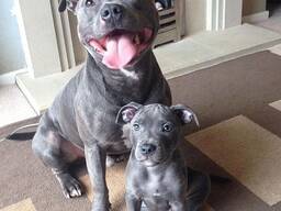 Zwei männliche Staffordshire-Terrier-Welpen für ein geeignetes Zuhause abzugeben