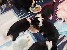 Zwei wunderschöne Border Collie Rüden suchen ein neues Zuhause.