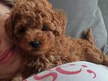 Милые щенки той-пуделя. - фото 1
