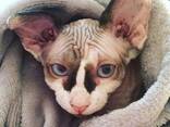 **Zwei wunderschöne Sphynx-Kätzchen suchen ein liebevolles Zuhause** - photo 1