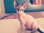 **Zwei wunderschöne Sphynx-Kätzchen suchen ein liebevolles Zuhause** - photo 2