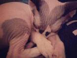 **Zwei wunderschöne Sphynx-Kätzchen suchen ein liebevolles Zuhause** - photo 3