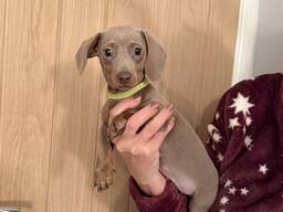 Zwergdackel abzugeben