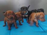 Zwergpinscher Welpen - фото 1