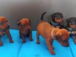 Zwergpinscher Welpen - фото 3