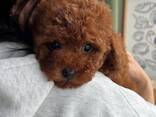 Щенка миниатюрного той-пуделя - фото 3