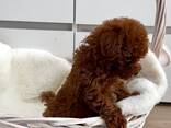 Пудели - той-пудели - фото 3