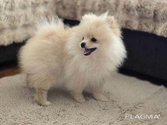 Zwergspitz (Pomeranian) - Rüde, 3 Monate alt, cremefarbener Fell